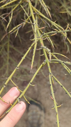 Image of Adolphia californica by (c) Cypress Hansen, some rights reserved (CC BY)