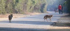 Canis aureus indicus