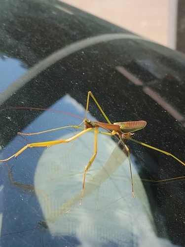 Stick Mantis
