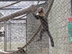 Sapajus xanthosternos