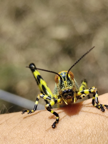 Zoniopoda tarsata