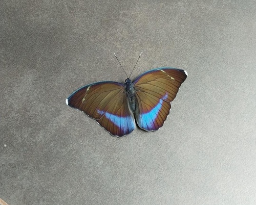 Common Blue-banded Forester