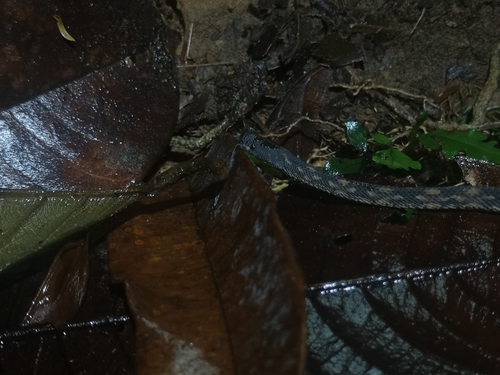 Rough Coffee Snake