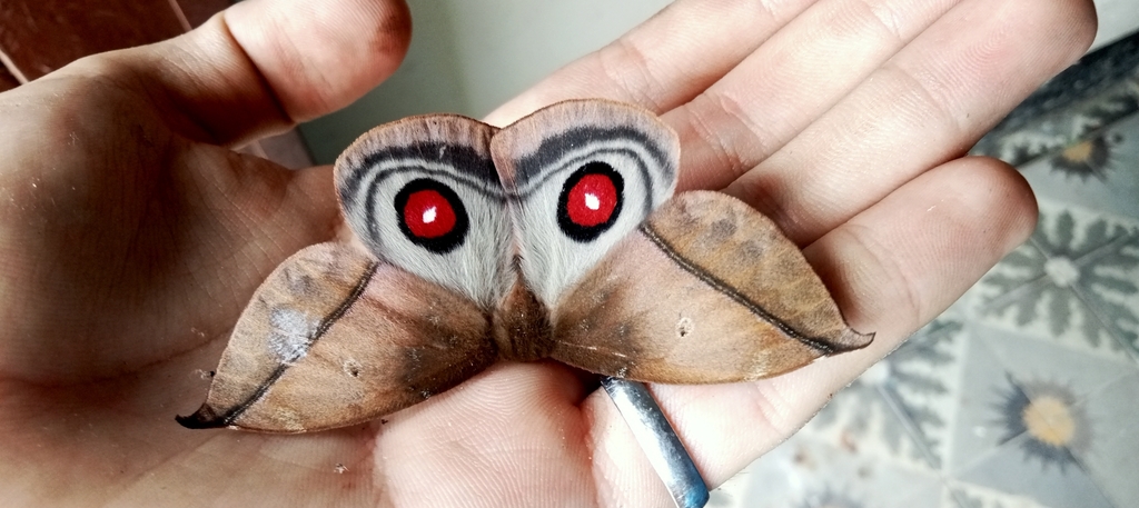 Gamelia peggyae