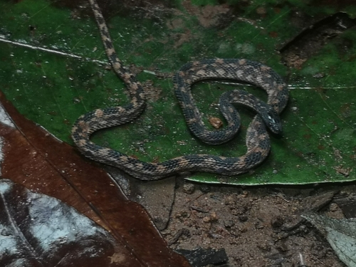 Rough Coffee Snake