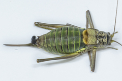 Lluciapomaresius asturiensis