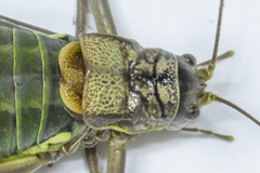 Lluciapomaresius asturiensis