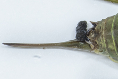 Lluciapomaresius asturiensis