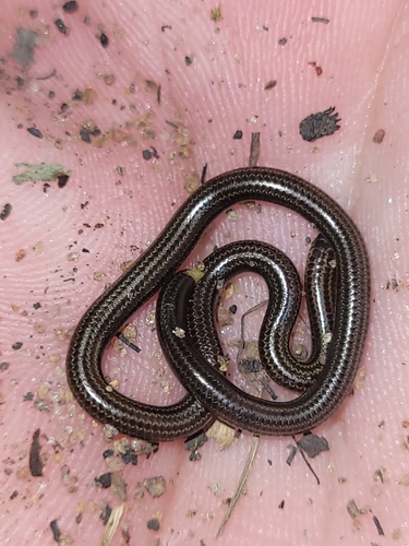 Wagler's blind snake