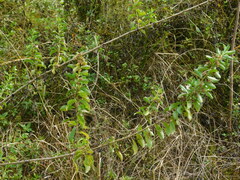 © David Garza, some rights reserved (CC-BY)