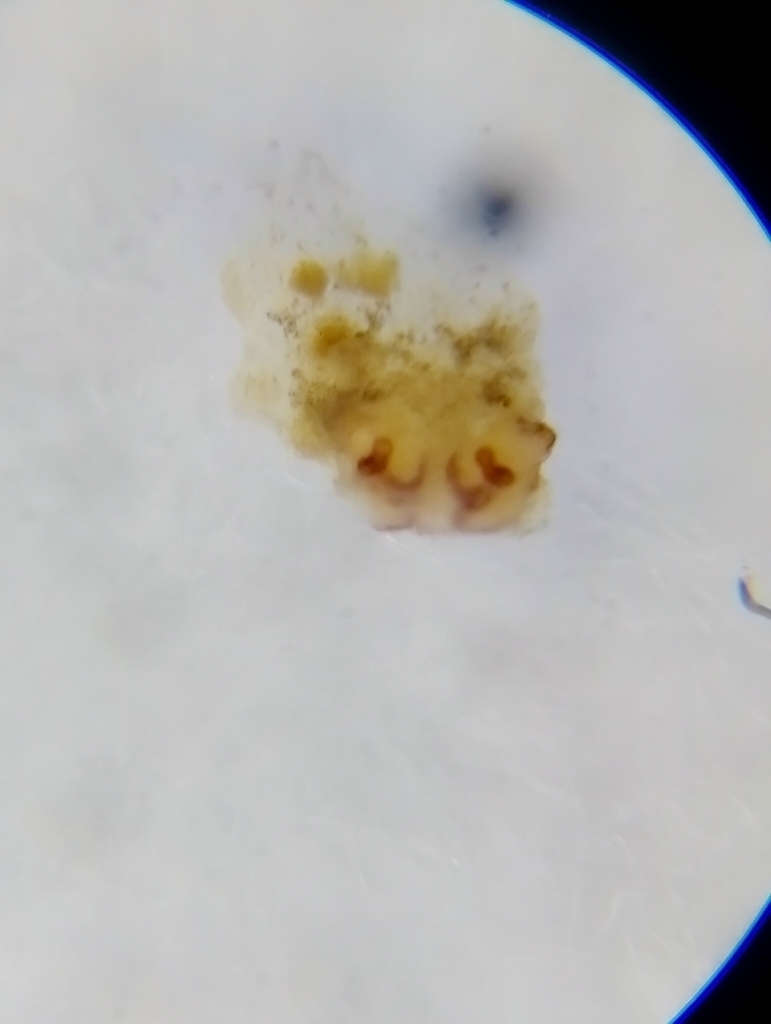 Pardosa fulvipes