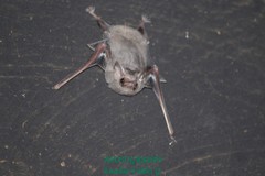 Balantiopteryx plicata