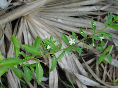 © David Garza, some rights reserved (CC-BY)