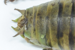 Lluciapomaresius asturiensis