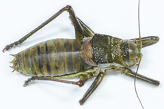 Lluciapomaresius asturiensis