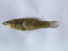 Phalloceros harpagos