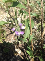 Hebecarpa barbeyana