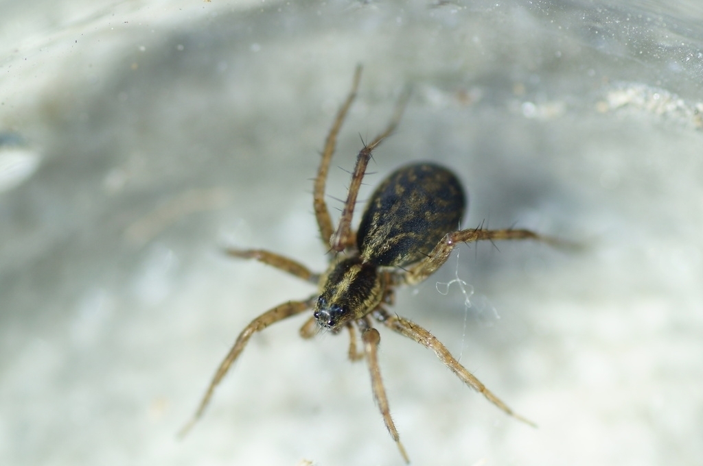 Common Wolf Spider