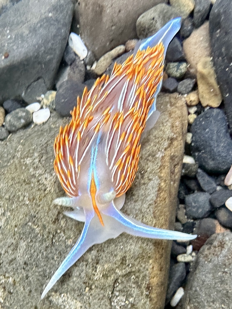 Horned Nudibranch