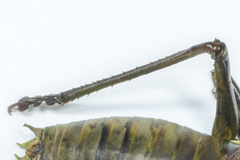 Lluciapomaresius asturiensis