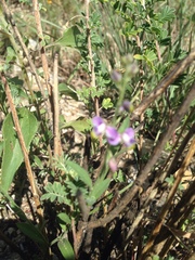 Hebecarpa barbeyana