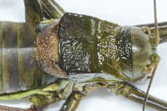 Lluciapomaresius asturiensis