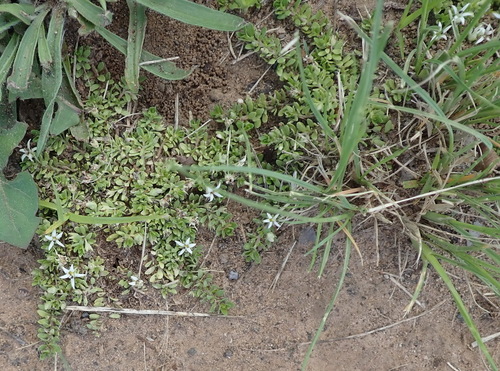 Image of Milky Lobelia by (c) Nicola van Berkel, some rights reserved (CC BY-SA)