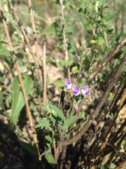 Hebecarpa barbeyana