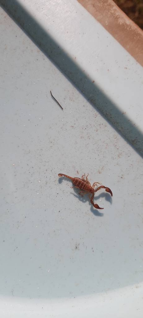 Euscorpius salentinus
