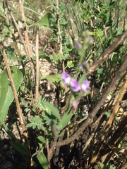 Hebecarpa barbeyana