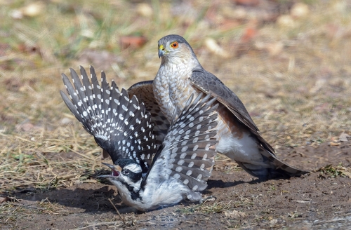 Sharp-shinned Hawk photographed in Pennsylvania