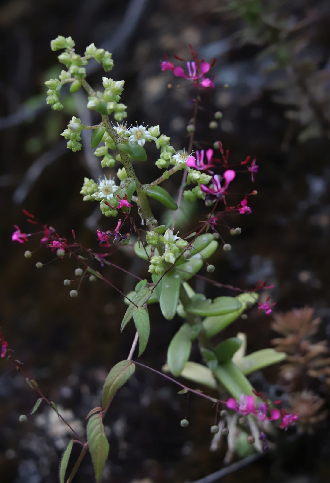 Imagem de sedum