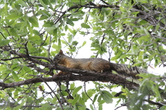 Sciurus nayaritensis