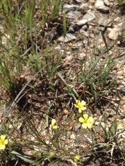 Linum rupestre