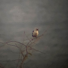 Acridotheres melanopterus