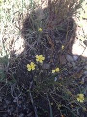 Linum rupestre