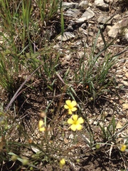 Linum rupestre