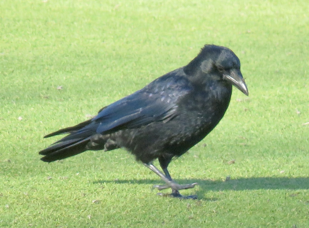 January Crow Carrion Crow from Lyndhurst, UK on January 30, 2025 at 03:55 PM by ...