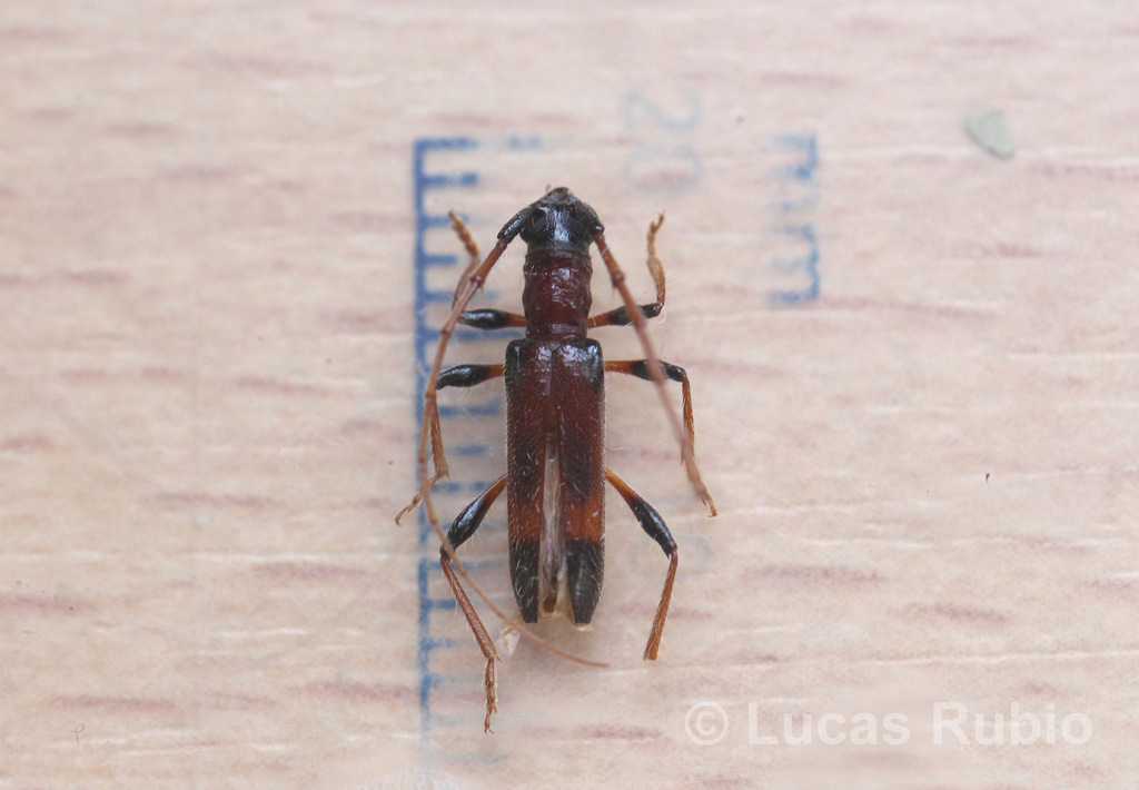 Stizocera spinicornis