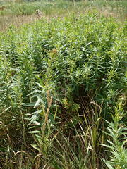 Euphorbia lucida