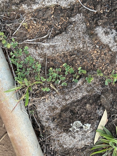 Medicago polymorpha, 2025-02-10