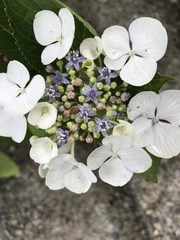 Hydrangeaceae
