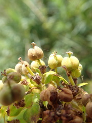 Euphorbia lucida