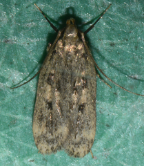 Martyringa latipennis