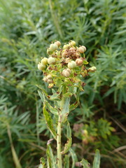 Euphorbia lucida