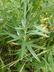 Euphorbia lucida