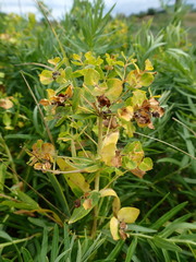 Euphorbia lucida
