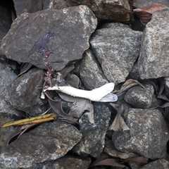 Chironius flavolineatus