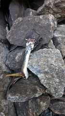 Chironius flavolineatus