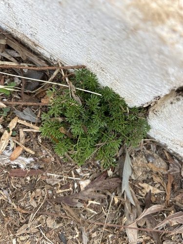 Soliva sessilis observed 2025-02-10